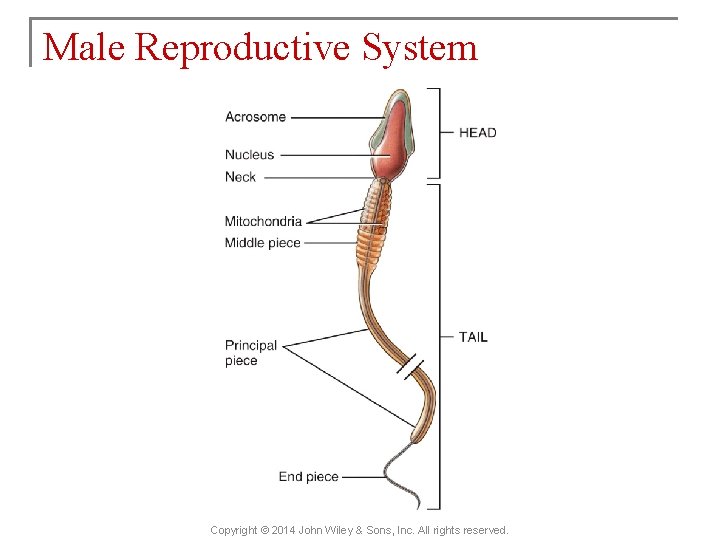 Male Reproductive System Copyright © 2014 John Wiley & Sons, Inc. All rights reserved.