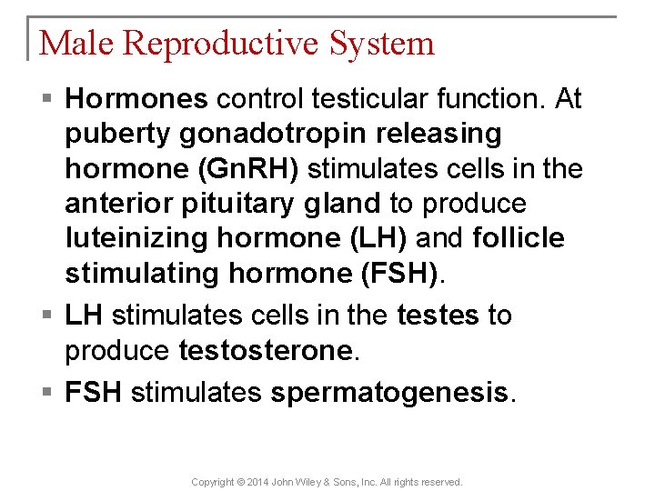 Male Reproductive System § Hormones control testicular function. At puberty gonadotropin releasing hormone (Gn.
