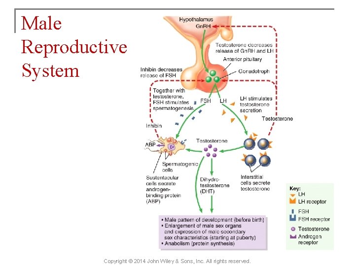 Male Reproductive System Copyright © 2014 John Wiley & Sons, Inc. All rights reserved.