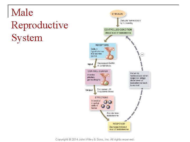 Male Reproductive System Copyright © 2014 John Wiley & Sons, Inc. All rights reserved.