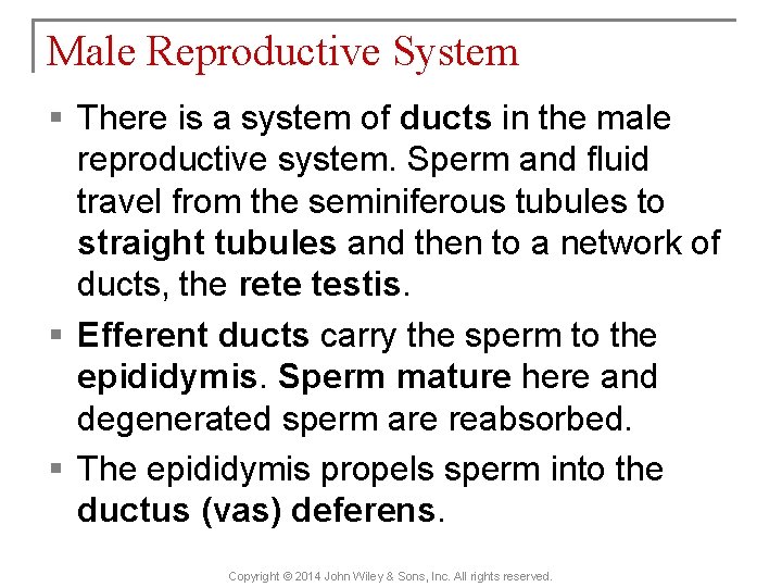 Male Reproductive System § There is a system of ducts in the male reproductive