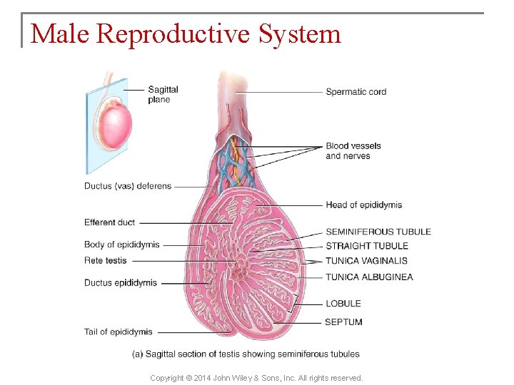 Male Reproductive System Copyright © 2014 John Wiley & Sons, Inc. All rights reserved.