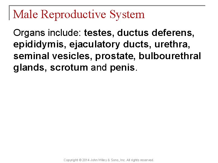 Male Reproductive System Organs include: testes, ductus deferens, epididymis, ejaculatory ducts, urethra, seminal vesicles,