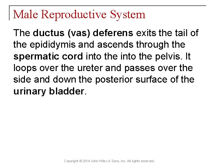 Male Reproductive System The ductus (vas) deferens exits the tail of the epididymis and