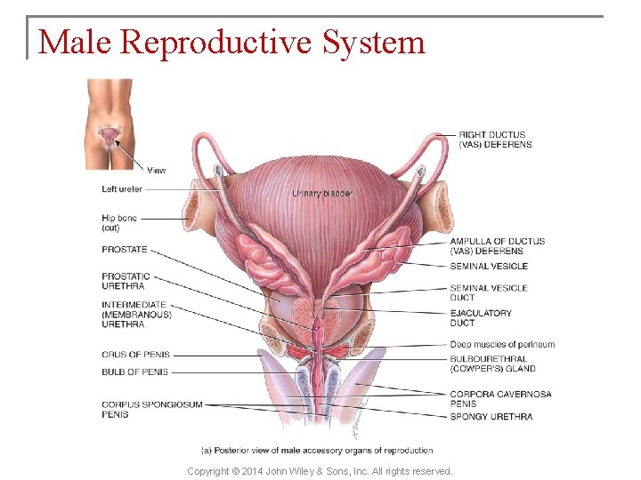 Male Reproductive System Copyright © 2014 John Wiley & Sons, Inc. All rights reserved.