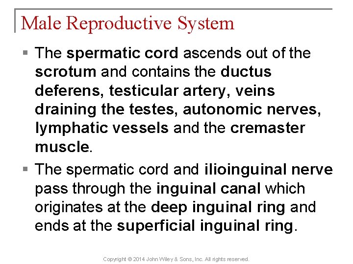 Male Reproductive System § The spermatic cord ascends out of the scrotum and contains