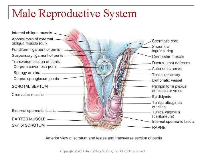 Male Reproductive System Copyright © 2014 John Wiley & Sons, Inc. All rights reserved.