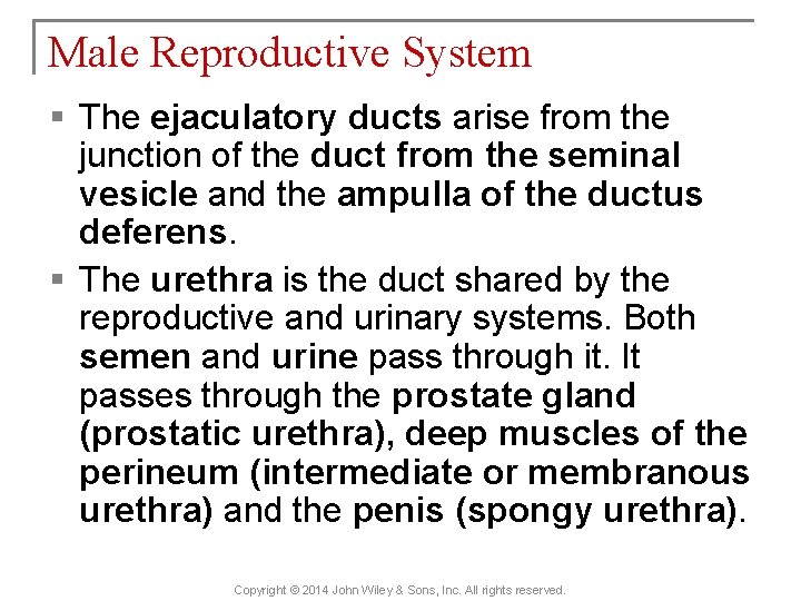 Male Reproductive System § The ejaculatory ducts arise from the junction of the duct