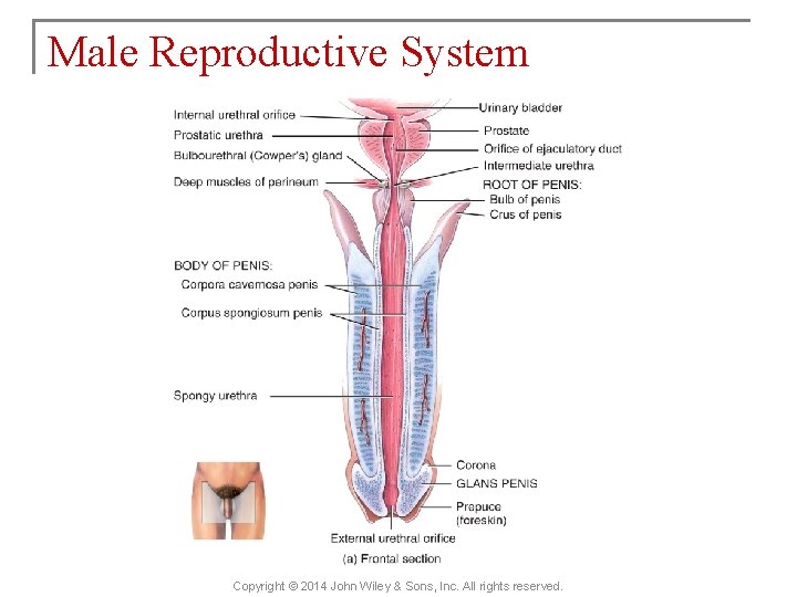 Male Reproductive System Copyright © 2014 John Wiley & Sons, Inc. All rights reserved.