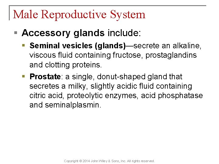 Male Reproductive System § Accessory glands include: § Seminal vesicles (glands)—secrete an alkaline, viscous