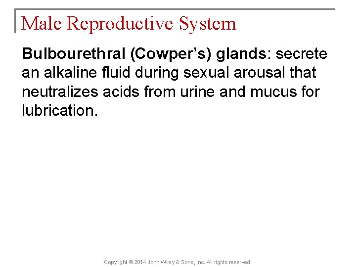 Male Reproductive System Bulbourethral (Cowper’s) glands: secrete an alkaline fluid during sexual arousal that