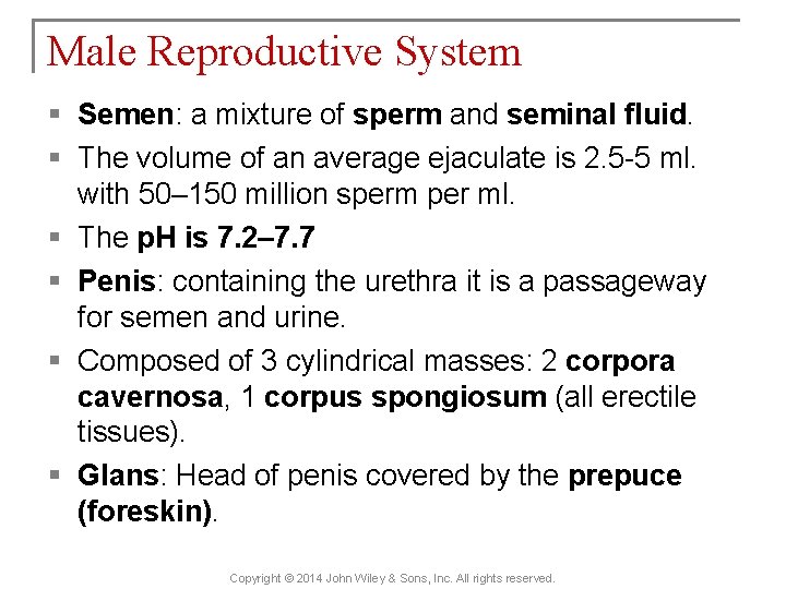 Male Reproductive System § Semen: a mixture of sperm and seminal fluid. § The