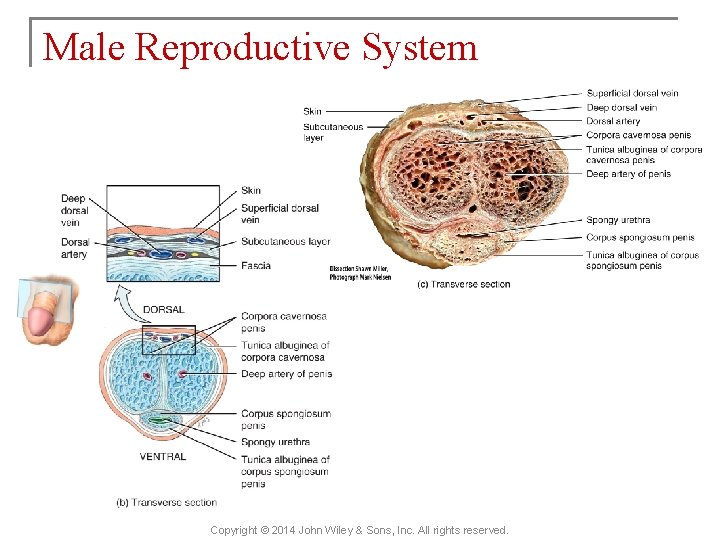 Male Reproductive System Copyright © 2014 John Wiley & Sons, Inc. All rights reserved.