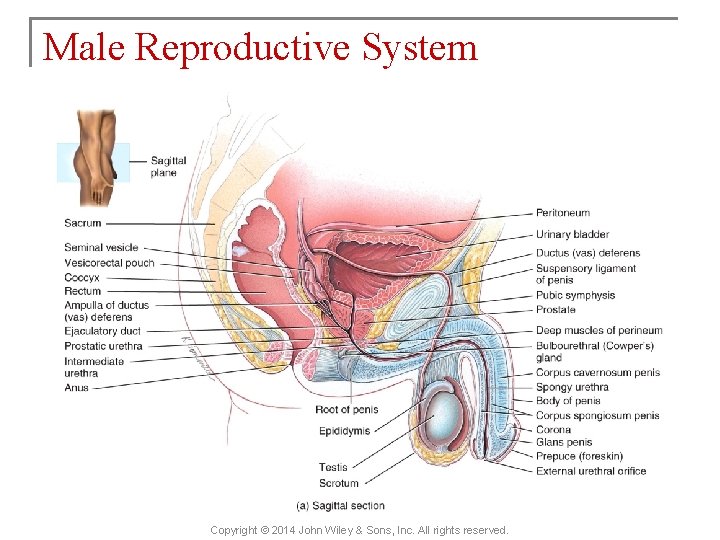 Male Reproductive System Copyright © 2014 John Wiley & Sons, Inc. All rights reserved.