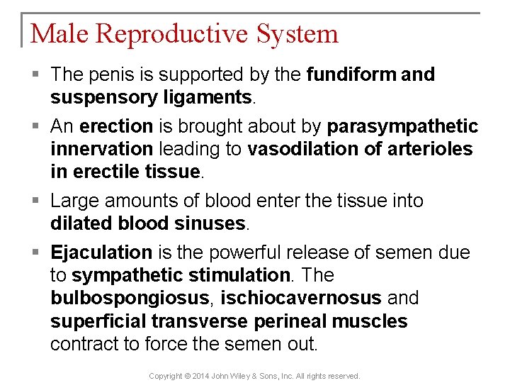 Male Reproductive System § The penis is supported by the fundiform and suspensory ligaments.