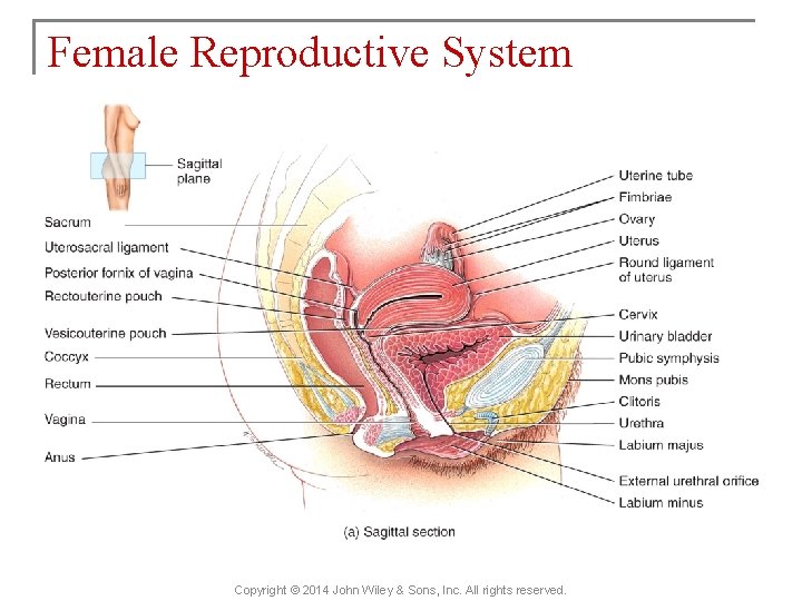 Female Reproductive System Copyright © 2014 John Wiley & Sons, Inc. All rights reserved.