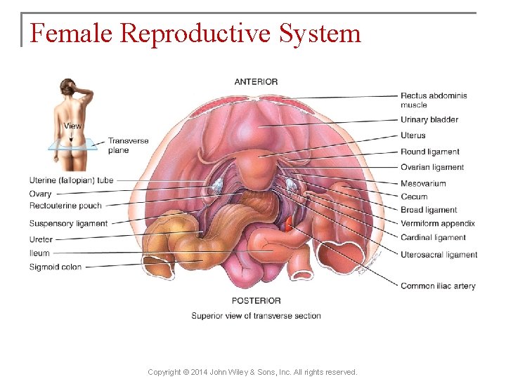 Female Reproductive System Copyright © 2014 John Wiley & Sons, Inc. All rights reserved.