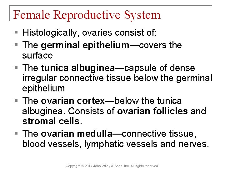 Female Reproductive System § Histologically, ovaries consist of: § The germinal epithelium—covers the surface