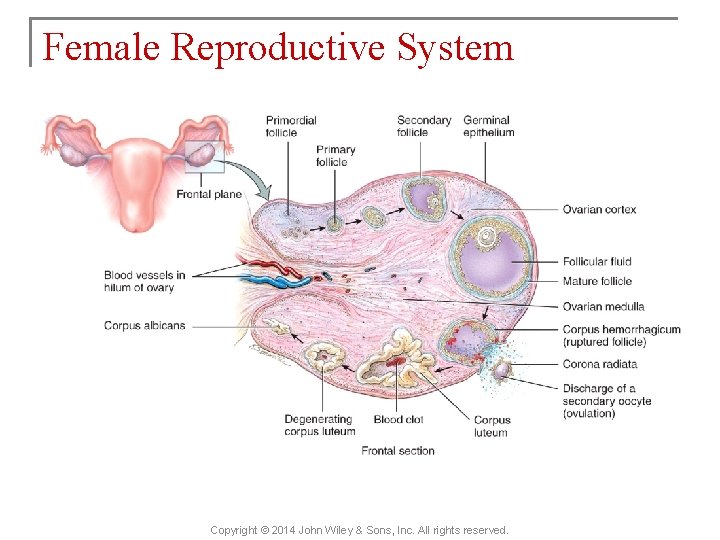 Female Reproductive System Copyright © 2014 John Wiley & Sons, Inc. All rights reserved.