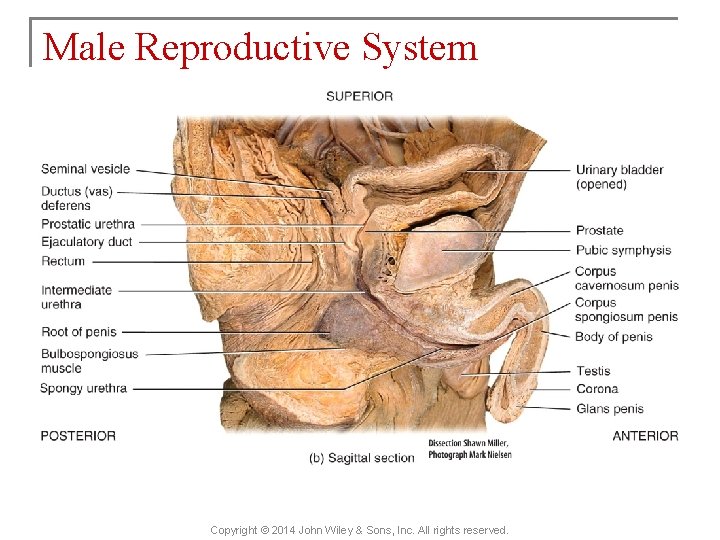 Male Reproductive System Copyright © 2014 John Wiley & Sons, Inc. All rights reserved.
