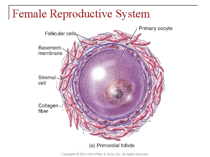 Female Reproductive System Copyright © 2014 John Wiley & Sons, Inc. All rights reserved.