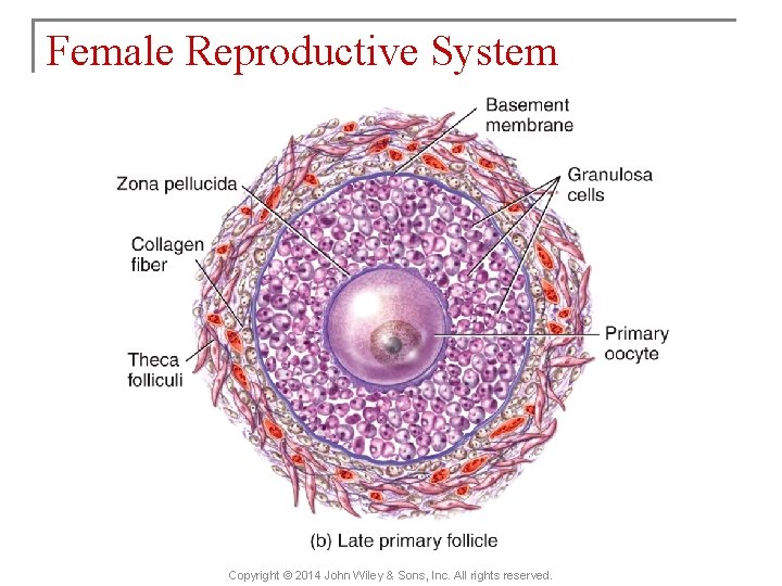 Female Reproductive System Copyright © 2014 John Wiley & Sons, Inc. All rights reserved.