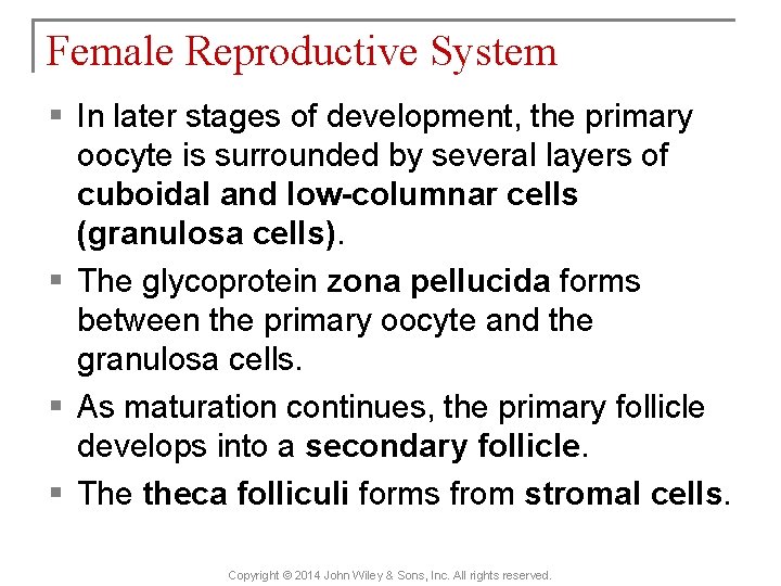 Female Reproductive System § In later stages of development, the primary oocyte is surrounded
