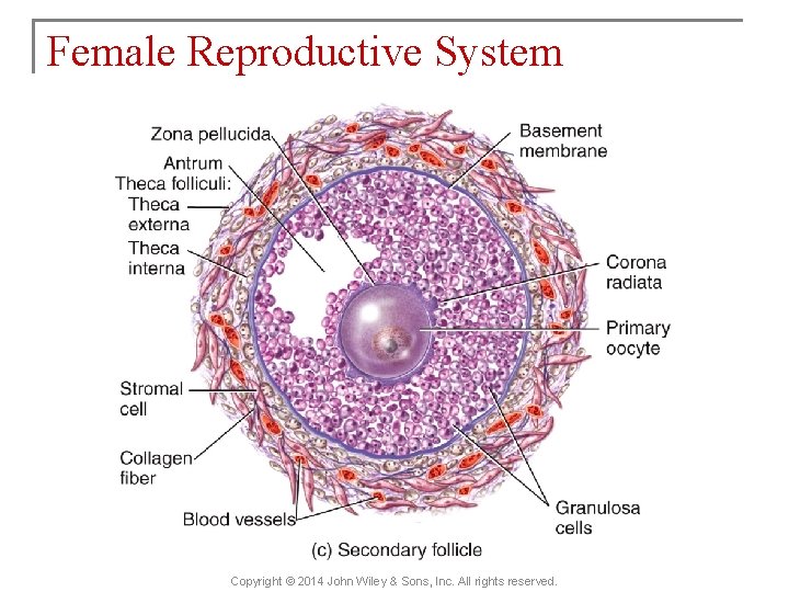 Female Reproductive System Copyright © 2014 John Wiley & Sons, Inc. All rights reserved.