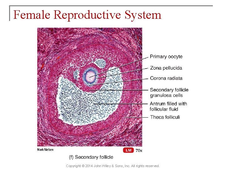 Female Reproductive System Copyright © 2014 John Wiley & Sons, Inc. All rights reserved.