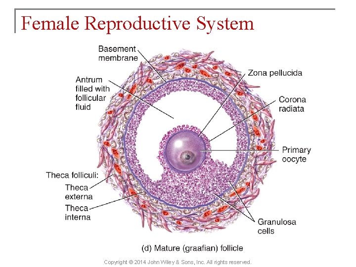 Female Reproductive System Copyright © 2014 John Wiley & Sons, Inc. All rights reserved.