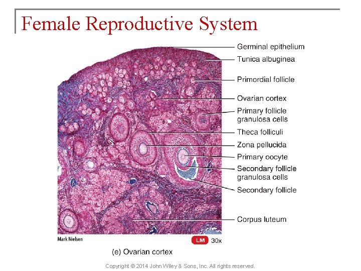Female Reproductive System Copyright © 2014 John Wiley & Sons, Inc. All rights reserved.