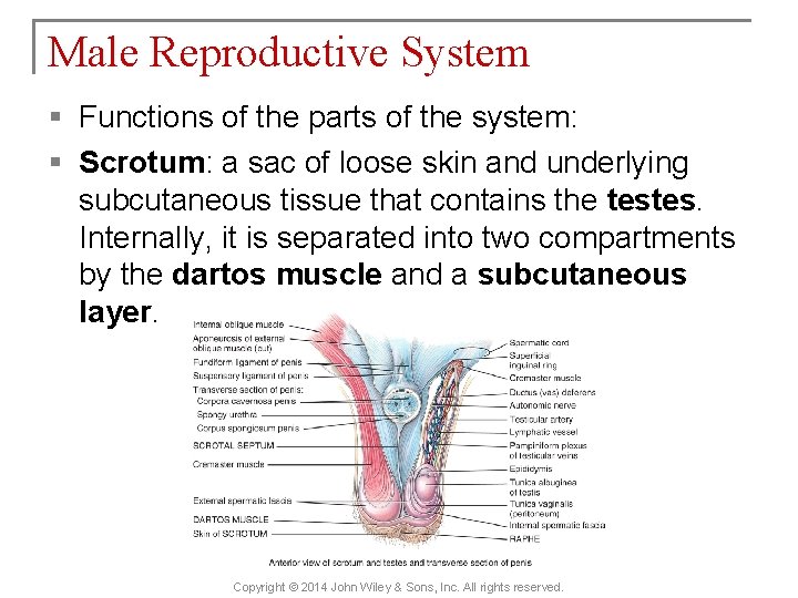 Male Reproductive System § Functions of the parts of the system: § Scrotum: a