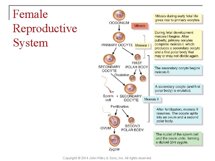 Female Reproductive System Copyright © 2014 John Wiley & Sons, Inc. All rights reserved.