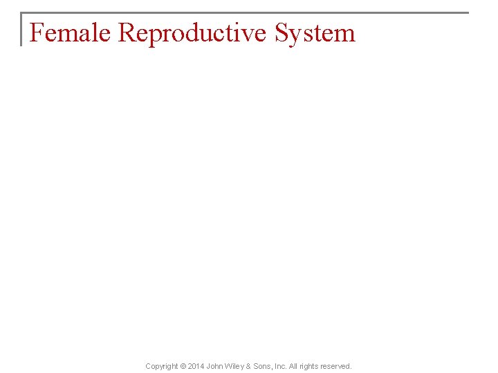 Female Reproductive System Copyright © 2014 John Wiley & Sons, Inc. All rights reserved.