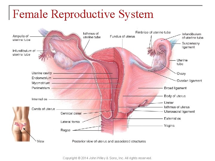 Female Reproductive System Copyright © 2014 John Wiley & Sons, Inc. All rights reserved.