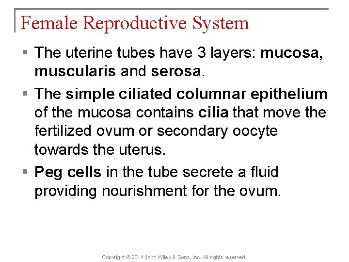 Female Reproductive System § The uterine tubes have 3 layers: mucosa, muscularis and serosa.