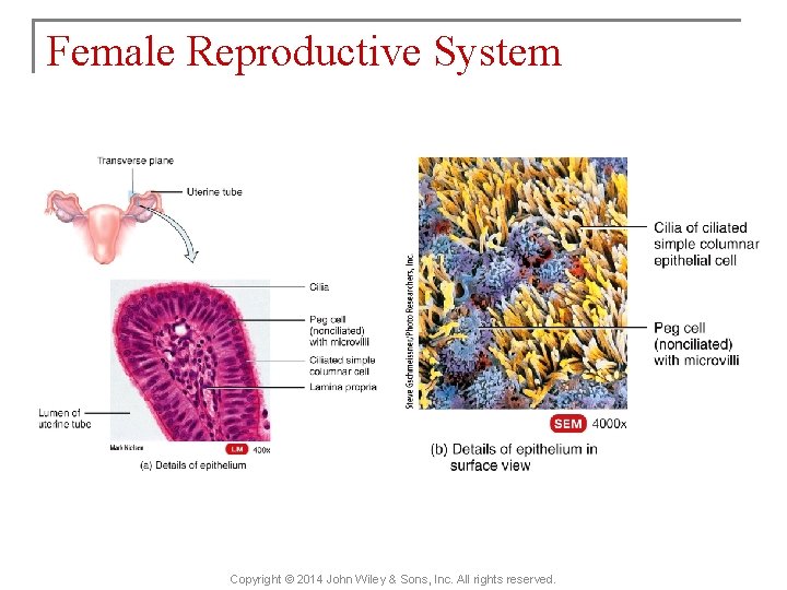 Female Reproductive System Copyright © 2014 John Wiley & Sons, Inc. All rights reserved.