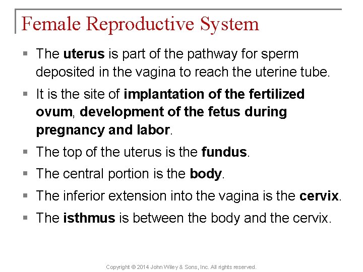 Female Reproductive System § The uterus is part of the pathway for sperm deposited