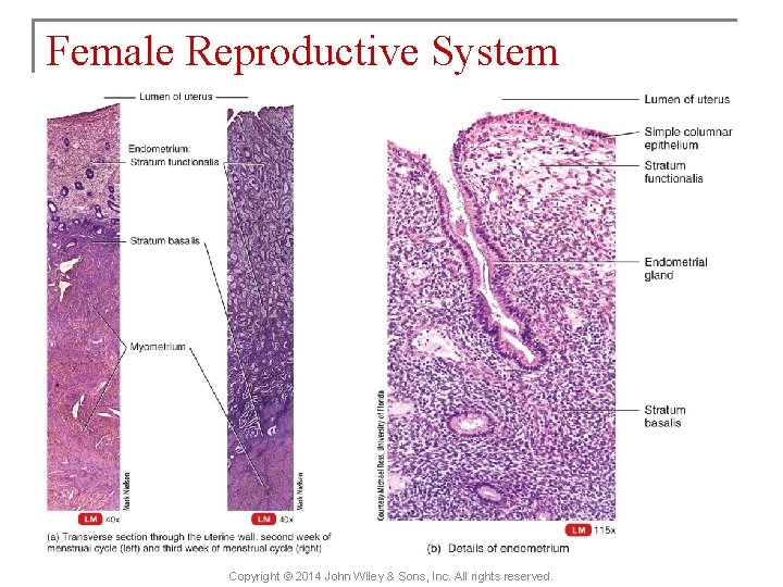 Female Reproductive System Copyright © 2014 John Wiley & Sons, Inc. All rights reserved.