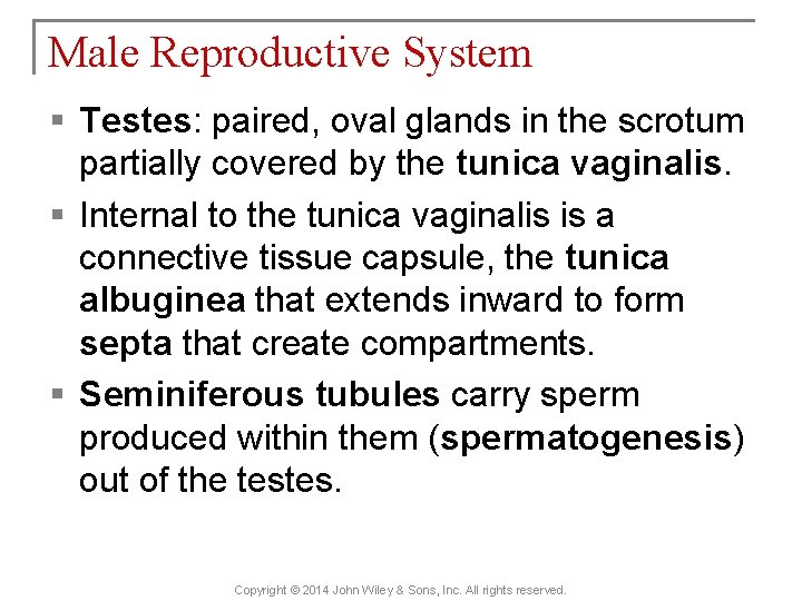 Male Reproductive System § Testes: paired, oval glands in the scrotum partially covered by