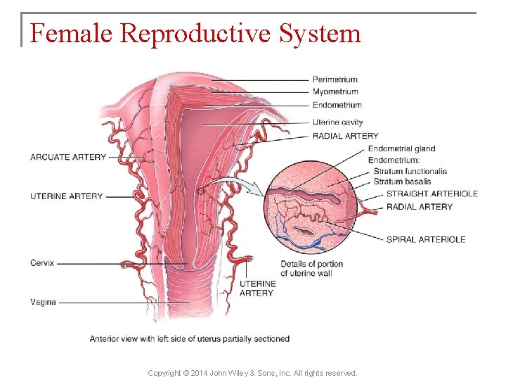 Female Reproductive System Copyright © 2014 John Wiley & Sons, Inc. All rights reserved.