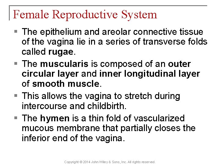 Female Reproductive System § The epithelium and areolar connective tissue of the vagina lie