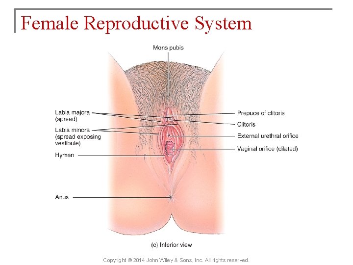 Female Reproductive System Copyright © 2014 John Wiley & Sons, Inc. All rights reserved.