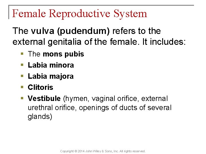 Female Reproductive System The vulva (pudendum) refers to the external genitalia of the female.
