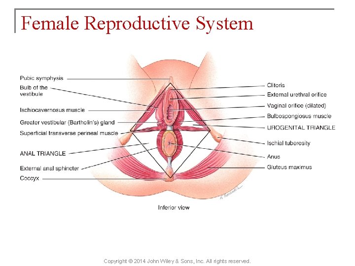 Female Reproductive System Copyright © 2014 John Wiley & Sons, Inc. All rights reserved.