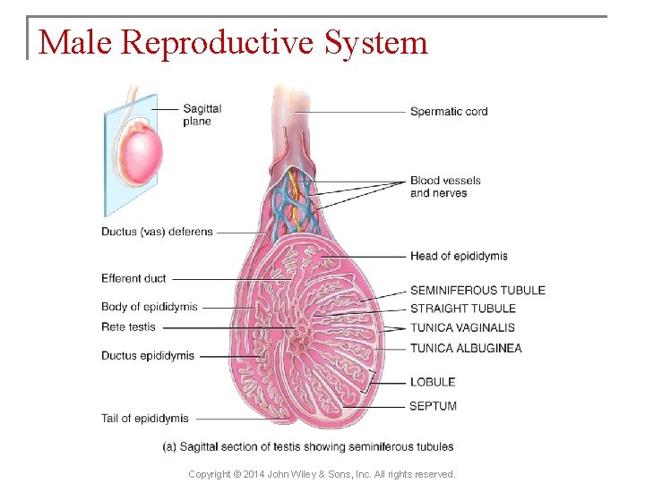 Male Reproductive System Copyright © 2014 John Wiley & Sons, Inc. All rights reserved.