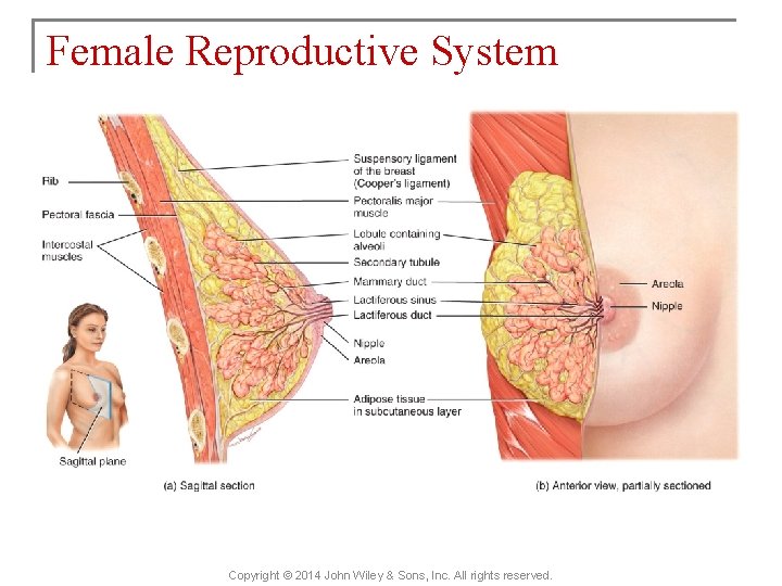 Female Reproductive System Copyright © 2014 John Wiley & Sons, Inc. All rights reserved.