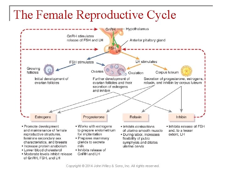 The Female Reproductive Cycle Copyright © 2014 John Wiley & Sons, Inc. All rights