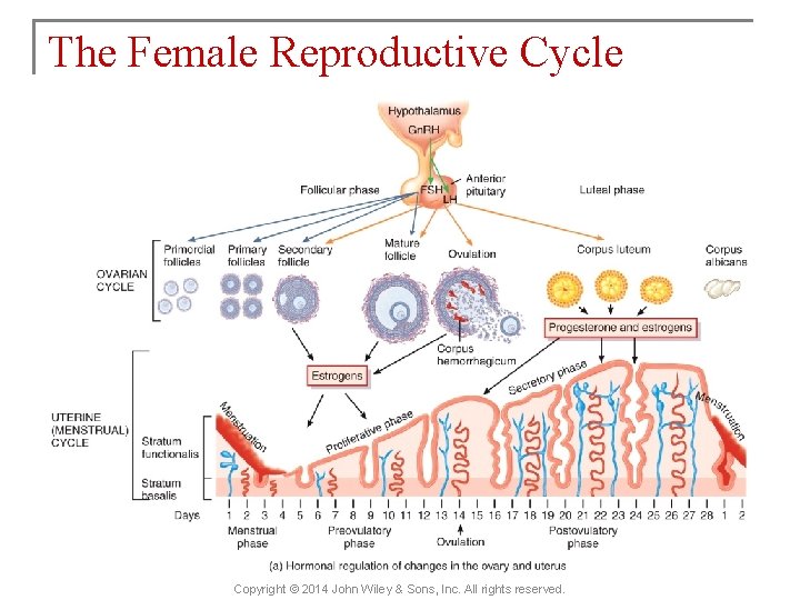 The Female Reproductive Cycle Copyright © 2014 John Wiley & Sons, Inc. All rights