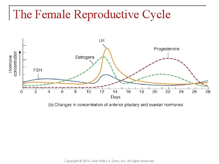 The Female Reproductive Cycle Copyright © 2014 John Wiley & Sons, Inc. All rights